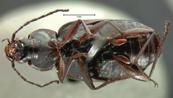 Media type: image;   Entomology 5766 Aspect: habitus ventral view